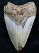 Megalodon Tooth From North Carolina #7944-1